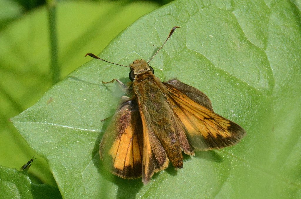 089 2013-06062478 Pierpont Meadow, MA.JPG - Hobomok Skipper Butterfly (Poanes hobomok)(m). Pierpont Meadow Wildlife Sanctuary, MA, 6-6-2013